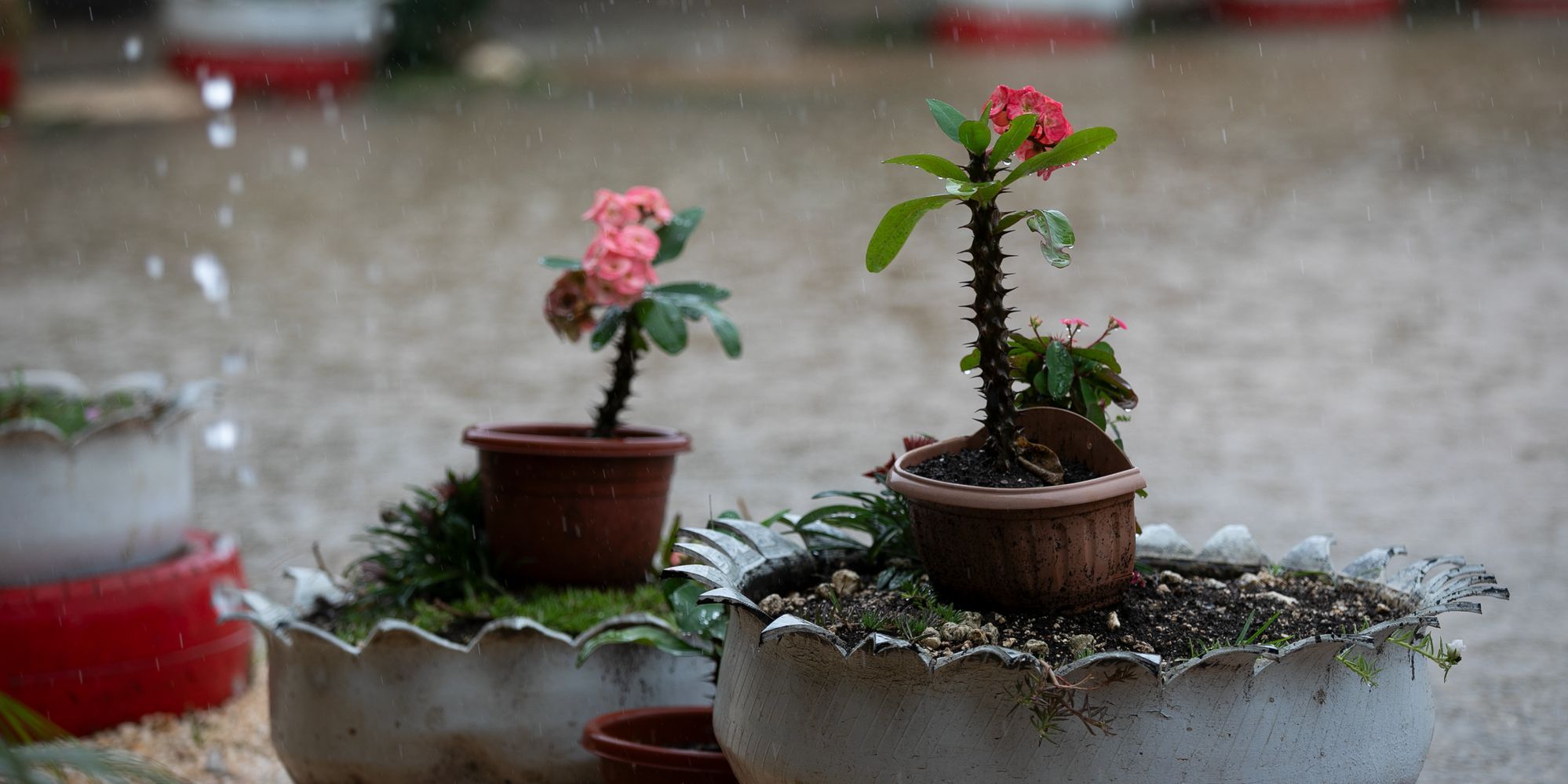 Kakteen im Regen vor der GPS-Fasi-Schule in Nuku'alofa, Tonga. UN Photo: Kiara Worth Mehrere Kakteen und blühende Pflanzen in Töpfen stehen während eines heftigen Regenschauers vor der GPS Fasi School in Nukuʻalofa, Tonga. Regen fällt auf die Pflanzen und den nassen Boden.