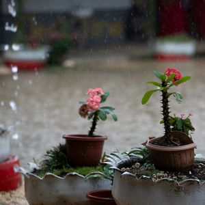 Kakteen im Regen vor der GPS-Fasi-Schule in Nuku'alofa, Tonga. UN Photo: Kiara Worth